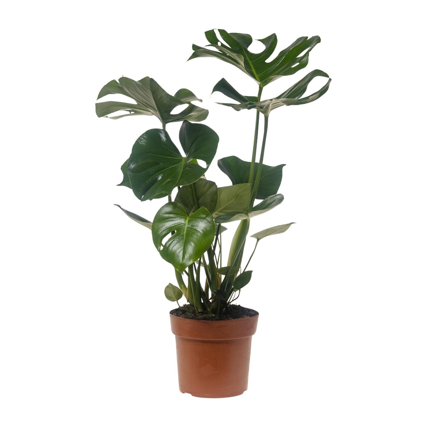 Monstera Deliciosa – Pflegeleichte Trendpflanze Ø21cm, 75cm hoch