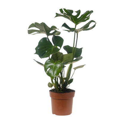 Monstera Deliciosa – Pflegeleichte Trendpflanze Ø21cm, 75cm hoch