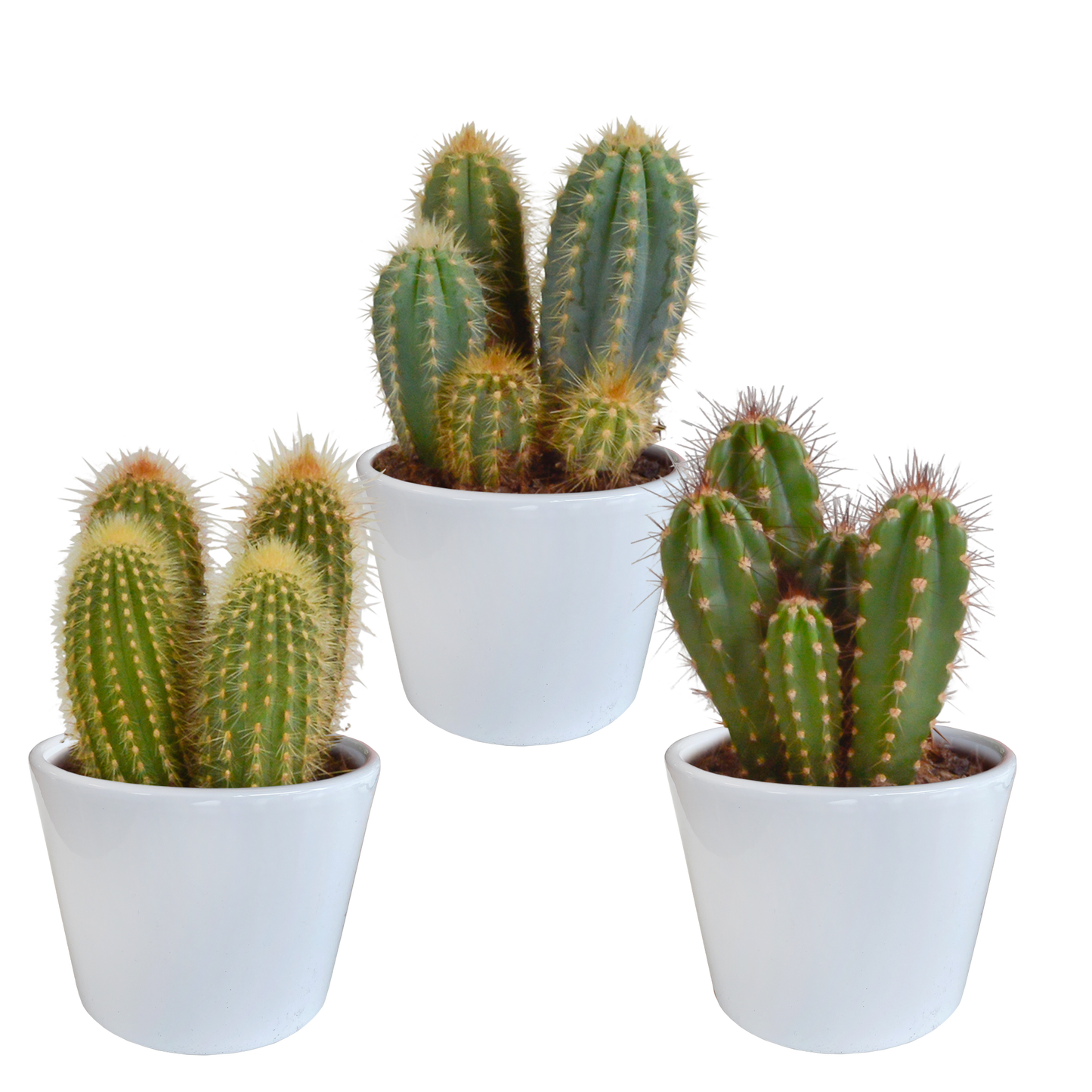 Cereus 3er Set im weißen Topf 10,5 cm – Pflegeleicht & Robust