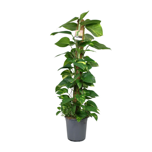 Scindapsus Epipremnum – Pflegeleichte Zimmerpflanze Ø24cm