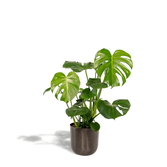 Monstera Deliciosa – Pflegeleichte Tropische Zimmerpflanze Ø21cm