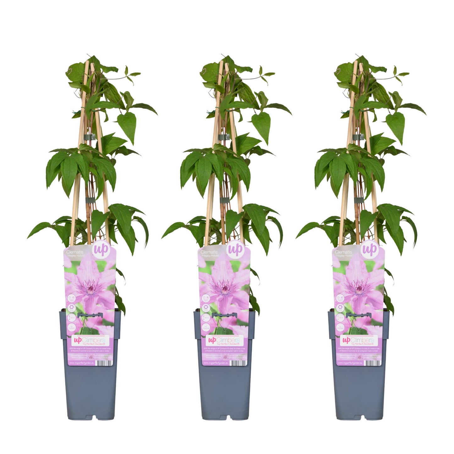 3x Clematis Hagley Hybrid – Rosa Blühende Kletterpflanze Ø15cm