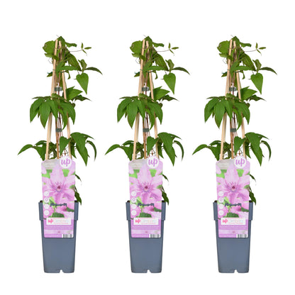 3x Clematis Hagley Hybrid – Rosa Blühende Kletterpflanze Ø15cm