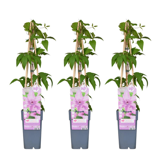 3x Clematis Hagley Hybrid – Rosa Blühende Kletterpflanze Ø15cm