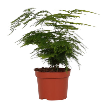 Asparagus Setaceus 'Plumosus' – Zarte pflegeleichte Zimmerpflanze Ø12cm