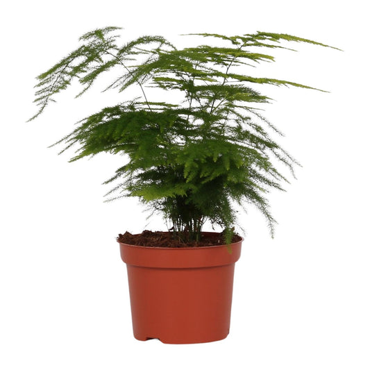 Asparagus Setaceus 'Plumosus' – Zarte pflegeleichte Zimmerpflanze Ø12cm