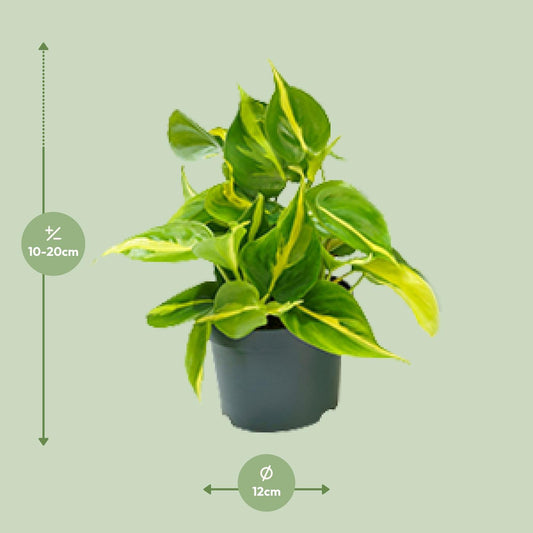 Philodendron Brasil – Pflegeleichter Kletterphilodendron Ø12cm