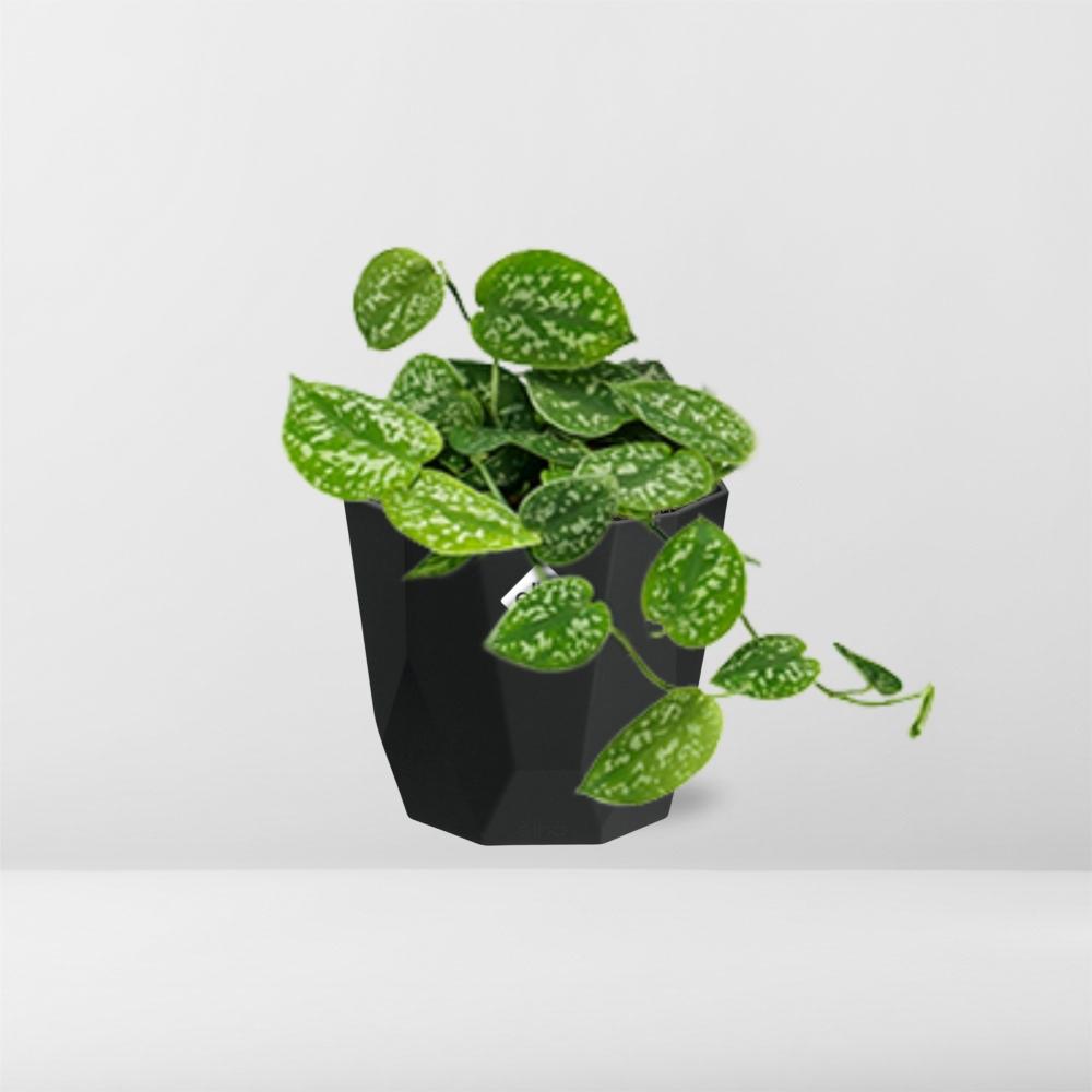 Scindapsus Pictus ‘Argyraeus’ – pflegeleichte Luftreiniger-Pflanze 14cm