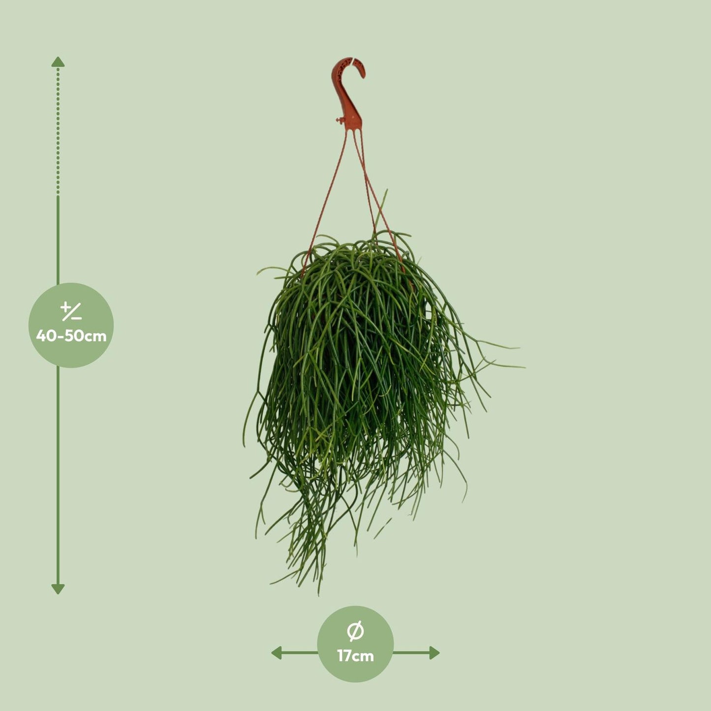 Rhipsalis Shaferi – Pflegeleichte Hängepflanze Ø17cm