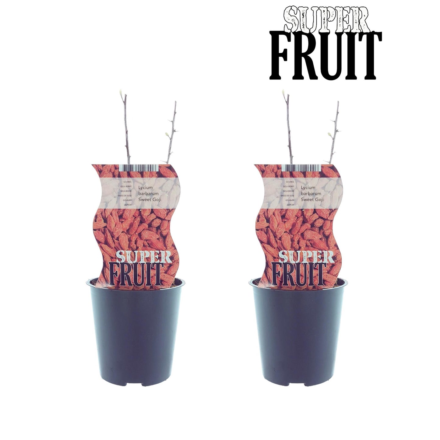 Lycium Sweet Goji – 2er Set Goji-Beerenpflanzen Ø12cm