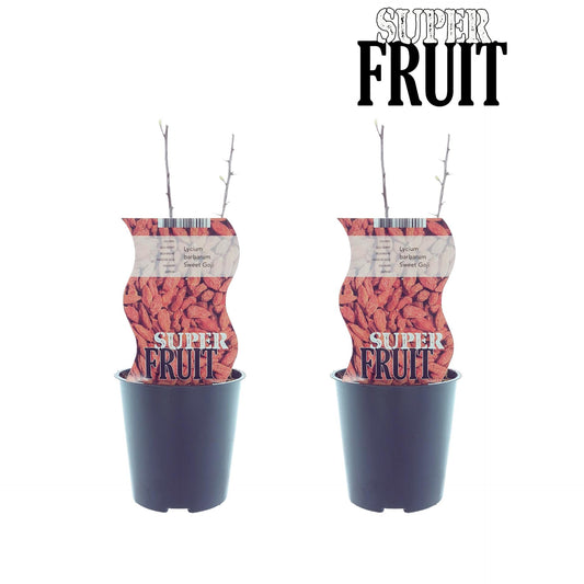 Lycium Sweet Goji – 2er Set Goji-Beerenpflanzen Ø12cm