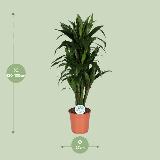 Dracaena Deremensis Janet Lind – Pflegeleichter Drachenbaum Ø27cm, 125cm hoch