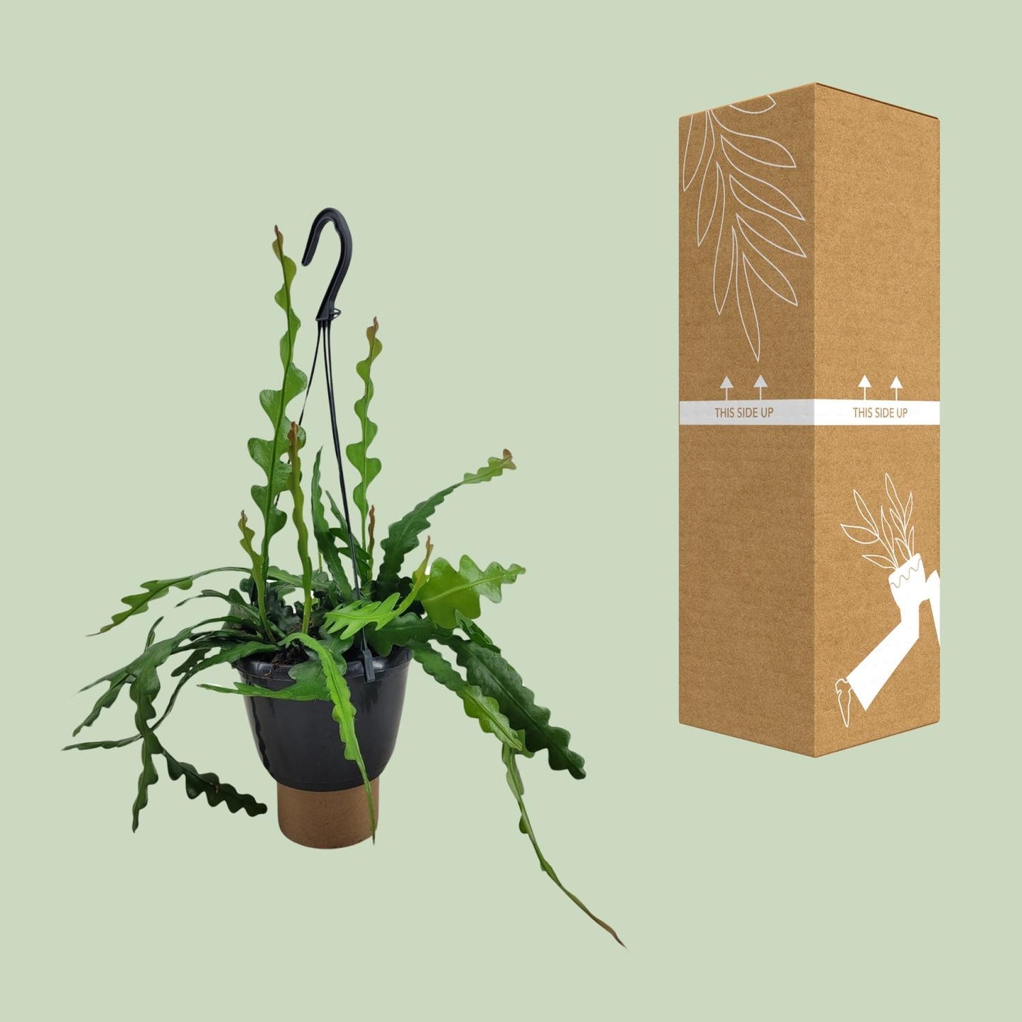Epiphyllum Anguliger – Fischgrätenkaktus Ø14cm, 35cm hoch