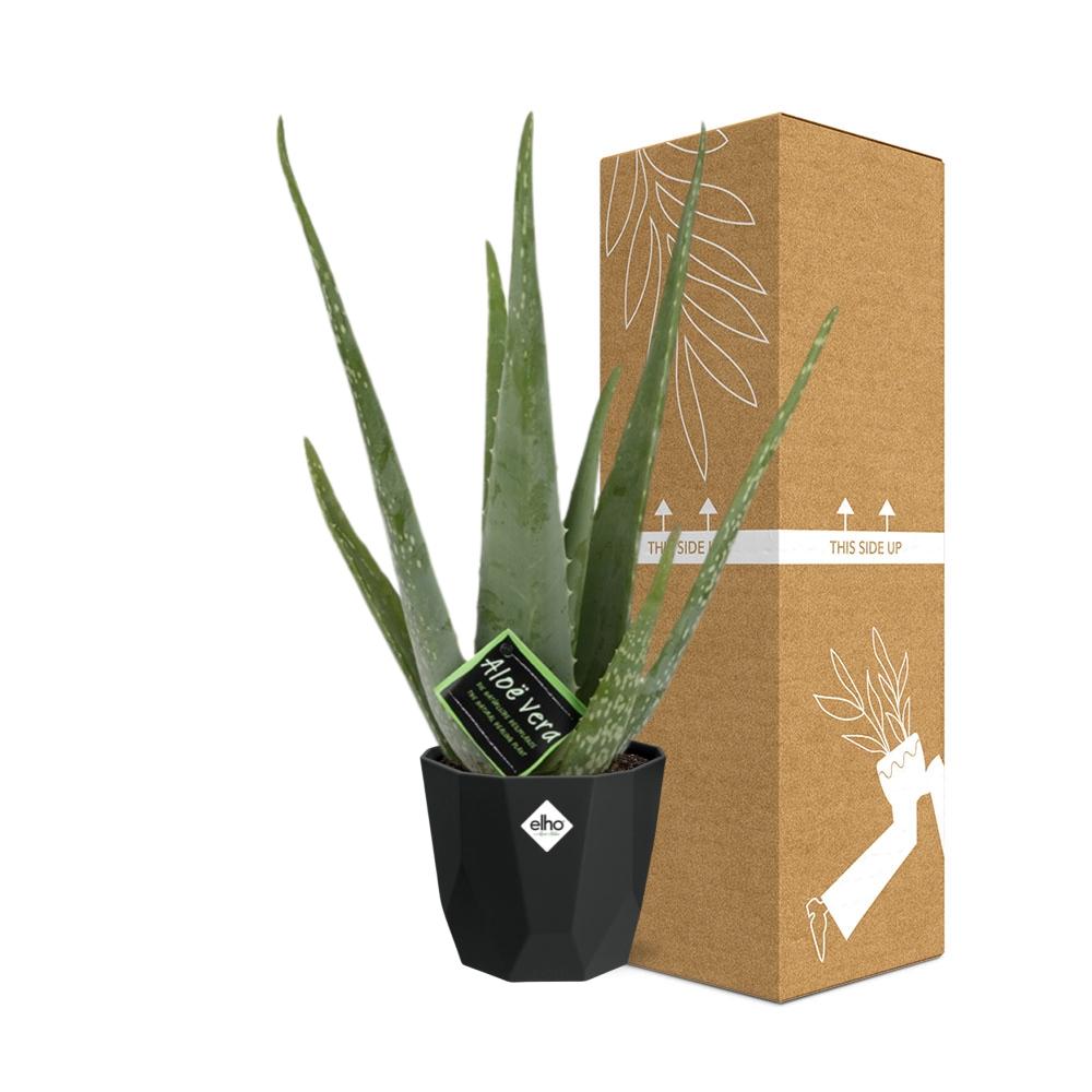 Aloe Vera 12cm in 14cm Topf b.for rock living black