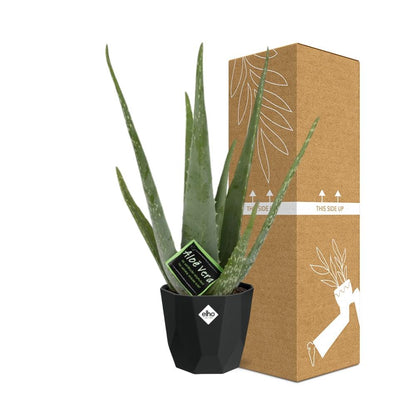 Aloe Vera 12cm in 14cm Topf b.for rock living black