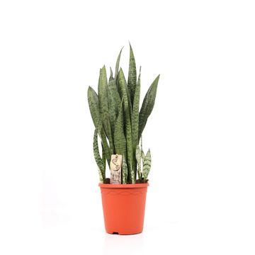 Sansevieria Zeylanica – Pflegeleichte luftreinigende Zimmerpflanze Ø21cm
