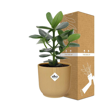 Clusia Princess im ELHO Vibes Fold Topf 14cm Gelb