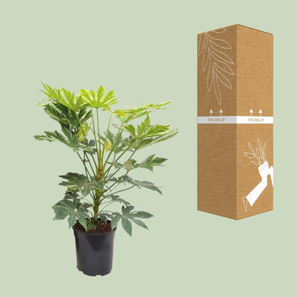 Zimmeraralie 'Spiderweb' – Exotische, pflegeleichte Zimmerpflanze