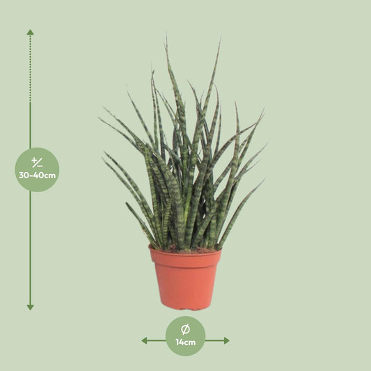 Sansevieria Fernwood Punk – Pflegeleichte Zimmerpflanze Ø12cm