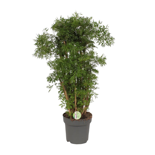 Polyscias Hawaiian – Tropische Zimmerpflanze Ø24cm, 95cm hoch