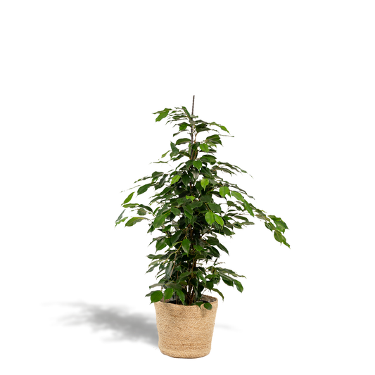 Ficus benjamina Danielle mit dekorativem Korb Ø21cm