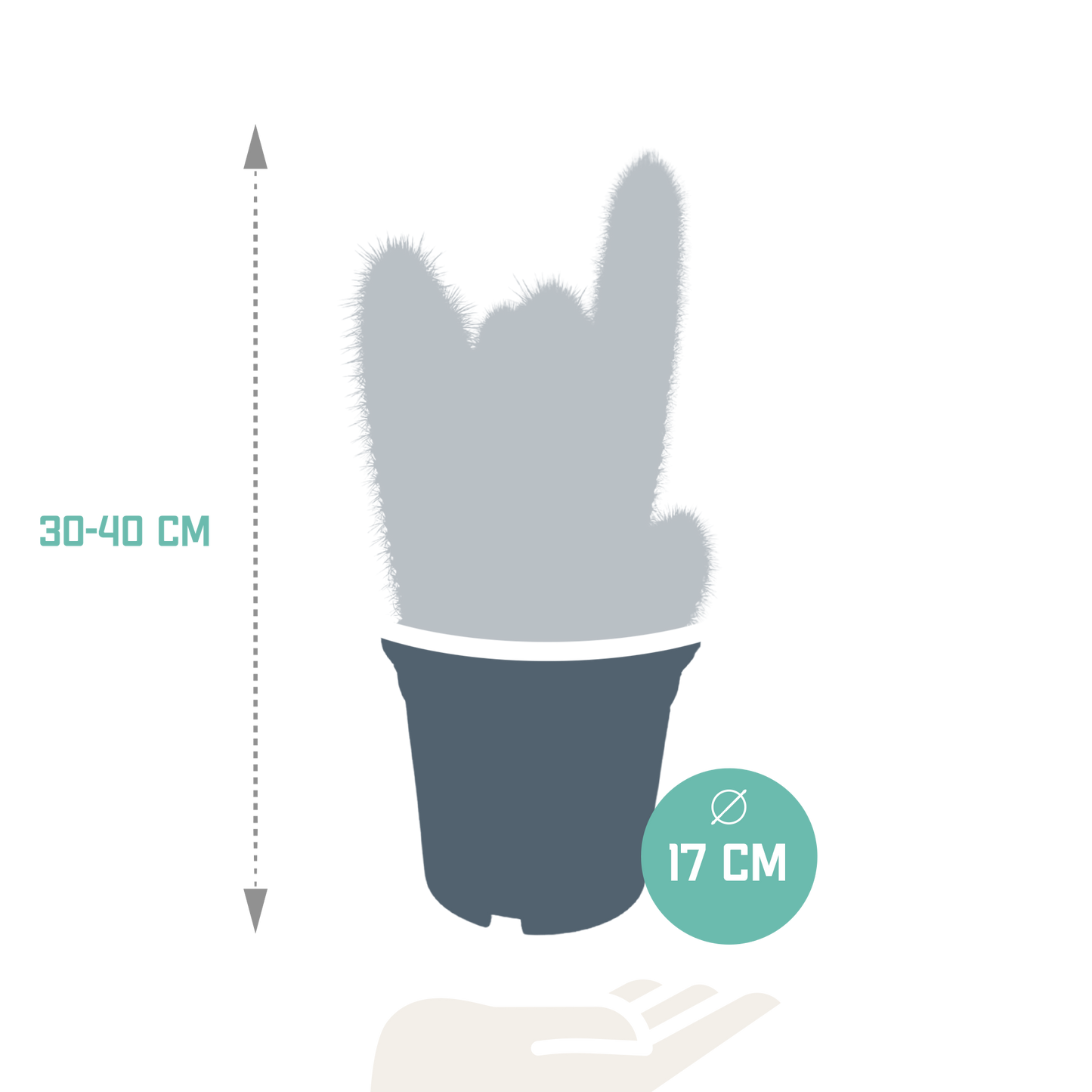 Vatricania Guentheri Säulenkaktus 17 cm – ohne Topf