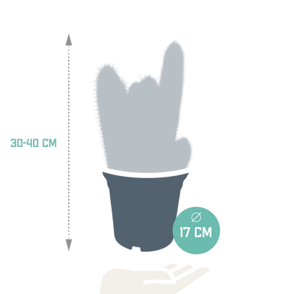 Vatricania Guentheri Säulenkaktus 17 cm – ohne Topf