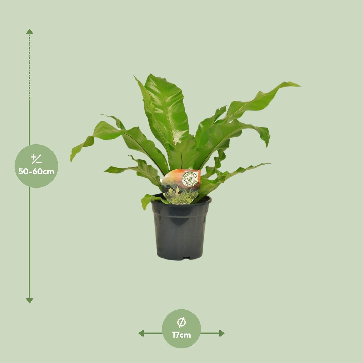 Asplenium Nidus – Pflegeleichter Nestfarn Ø17cm, 60cm hoch