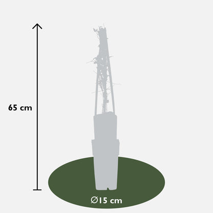 4x Clematis Viticella 'Polish Spirit' – Dunkelviolette Blütenpracht