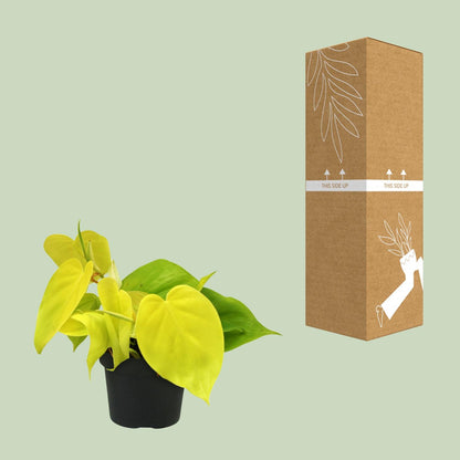 Philodendron Lime – Pflegeleichte Zimmerpflanze mit leuchtendem Grün