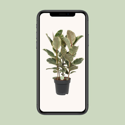 Ficus Tineke – Pflegeleichte Zimmerpflanze Ø27cm