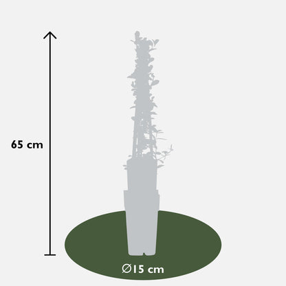 4x Pyracantha 'Soleil dOr' - ca. 65 cm - Ø 15 cm Topf