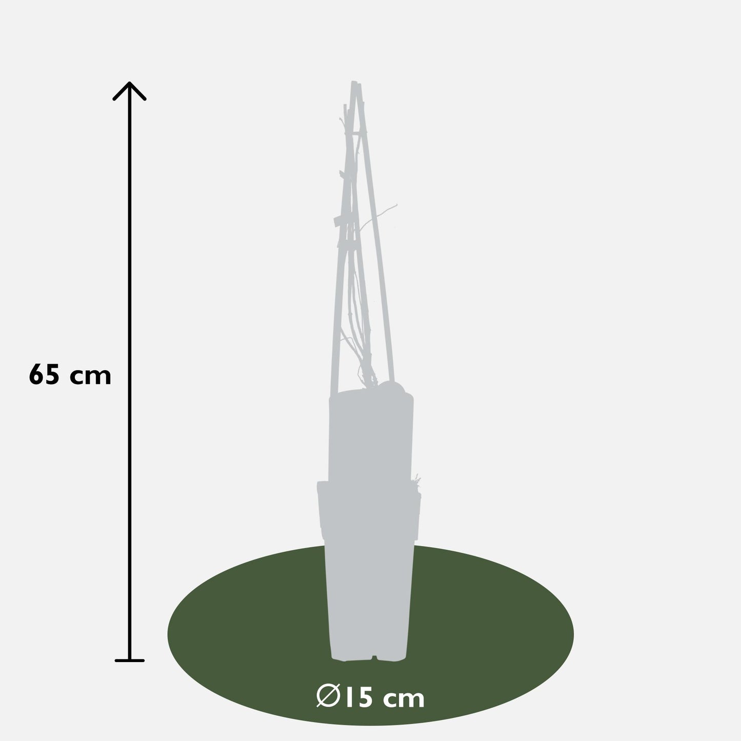4x Lonicera brownii 'Dropmore Scarlet' – Roter Geißblatt 65 cm