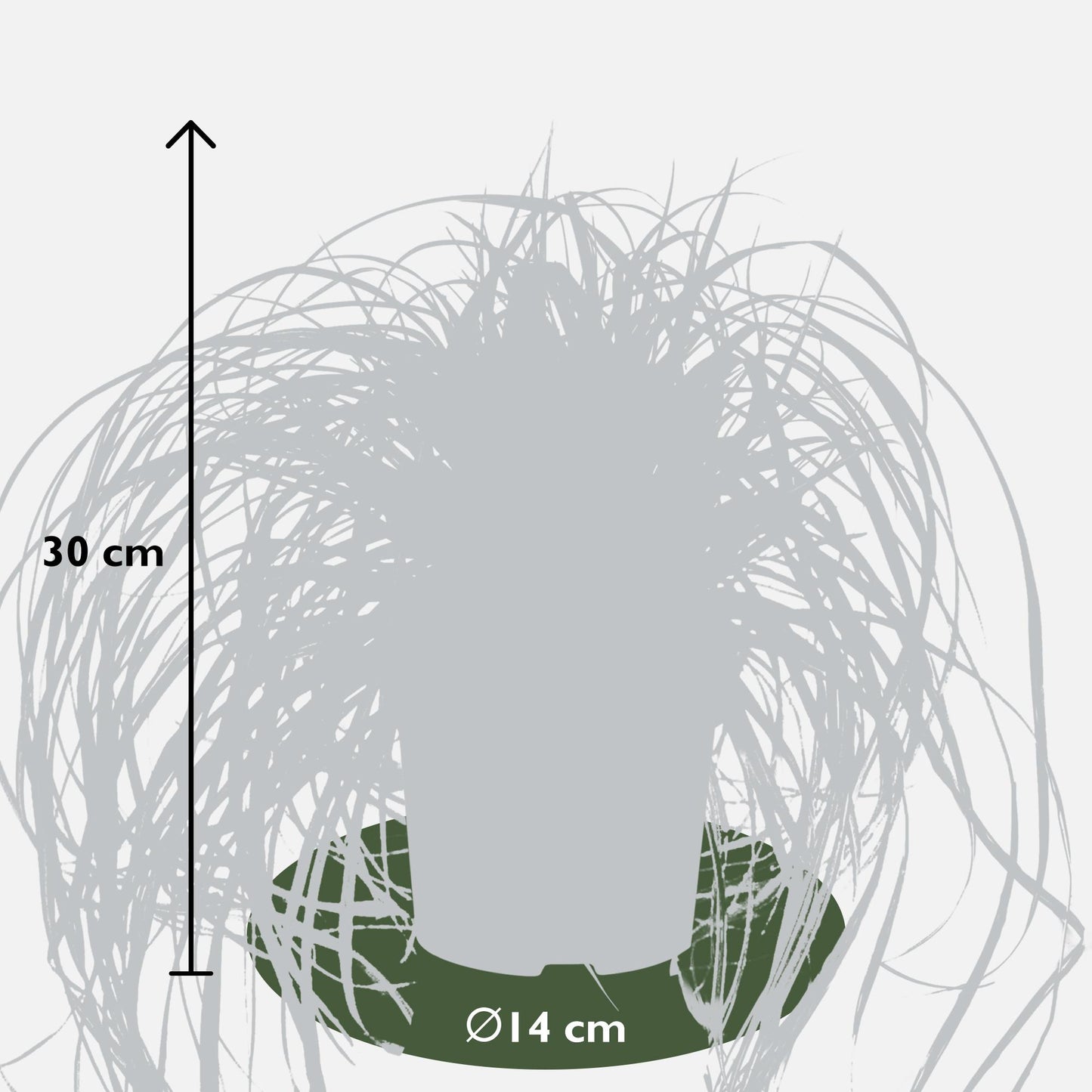 3x Carex hachijoensis 'Evergold' – Immergrünes Ziergras Ø14 cm