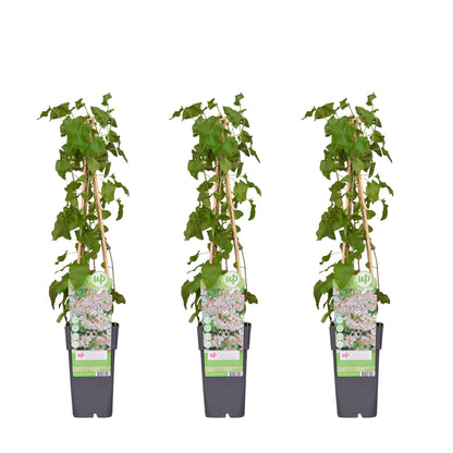 3x Fallopia baldschuanica – Pflegeleichter Laubkletterer mit weißen Blüten