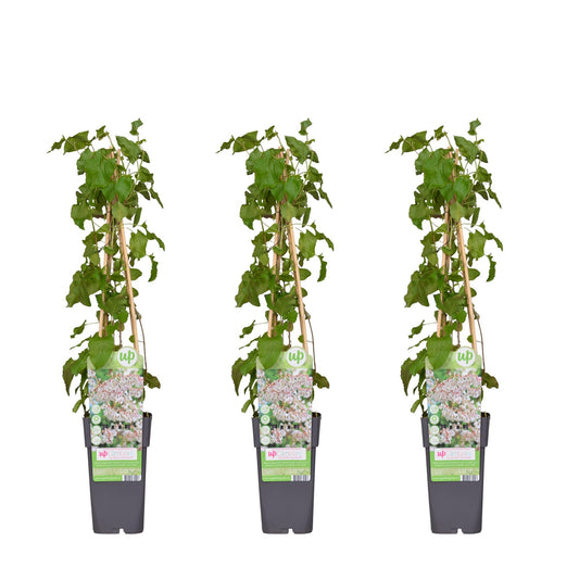 3x Fallopia baldschuanica – Pflegeleichter Laubkletterer mit weißen Blüten