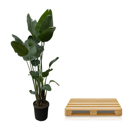 Strelitzia Nicolai XXL – Weiße Paradiesvogel-Pflanze 250 cm