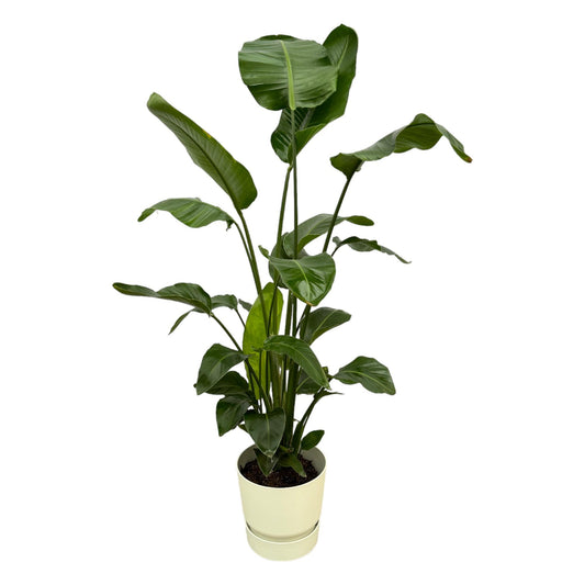 Strelitzia Nicolai mit elho Greenville Round Weiß – 160 cm