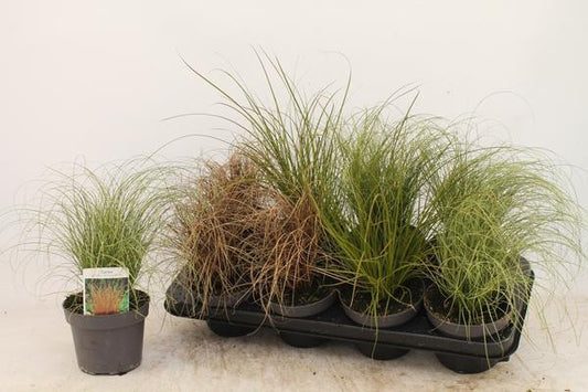 Dekorativer Siergras Mix – 8er Set im 13 cm Topf