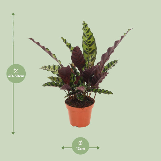 Calathea Insignis – Pflegeleichte Tropische Zimmerpflanze Ø12cm