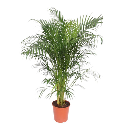 Dypsis Lutescens (Goldpalme) – 150 cm, ø30 cm, pflegeleicht