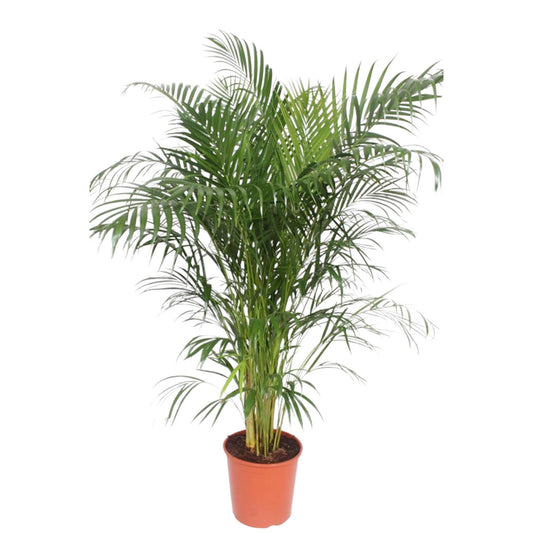 Dypsis Lutescens (Goldpalme) – 150 cm, ø30 cm, pflegeleicht