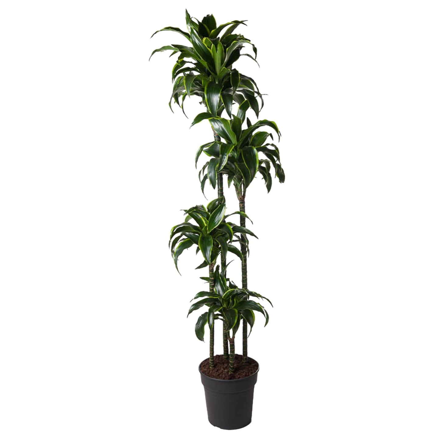 Dracaena Dorado – 170 cm – pflegeleichte Zimmerpflanze