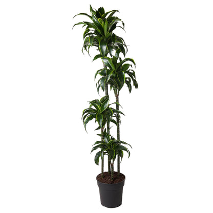 Dracaena Dorado – 170 cm – pflegeleichte Zimmerpflanze