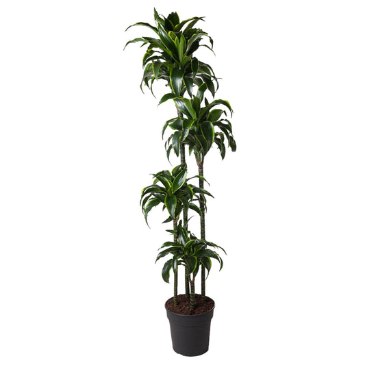 Dracaena Dorado – 170 cm – pflegeleichte Zimmerpflanze