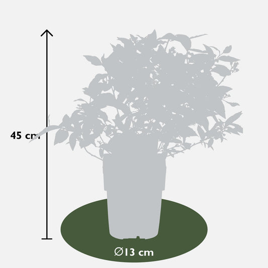 6er-Set Heidelbeere Vaccinium corymbosum Ø13cm