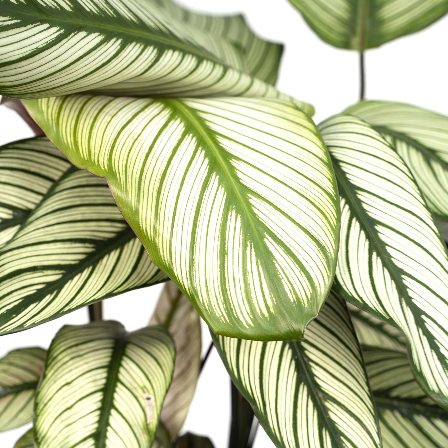 Calathea Whitestar – Pfauenpflanze 50 cm im 19 cm Topf