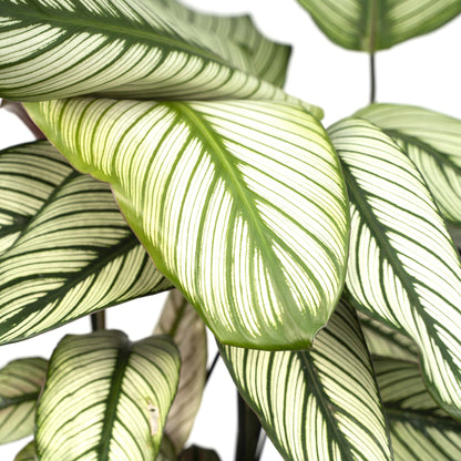 Calathea Whitestar – Pfauenpflanze 50 cm im 19 cm Topf