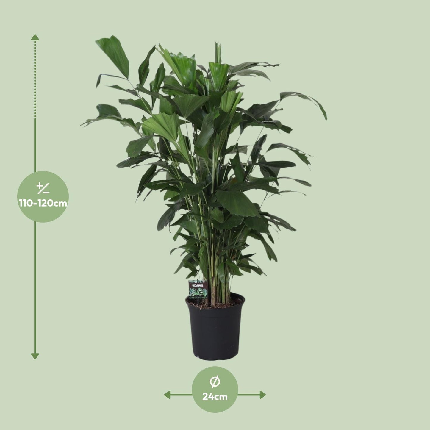 Caryota Mitis – Fishtail-Palme Ø24cm, 120cm hoch