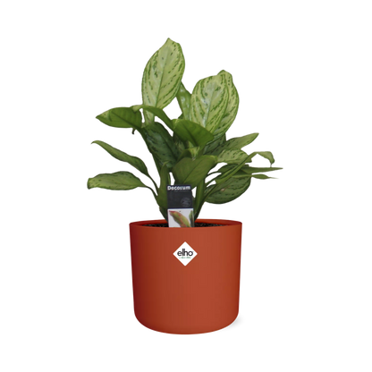 Aglaonema Christina – Luftreinigende Zimmerpflanze im ELHO b.for soft Rond 14cm Brique